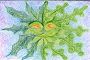 Green Man